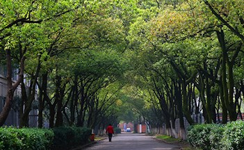 林荫大道